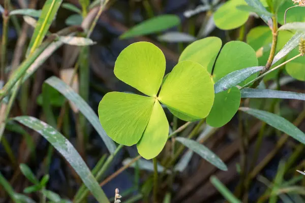 Hassas, gelişmekte olan tohum yapılarına sahip doğal yeşil bitkilerin detaylı görüntüsü karmaşık ve ferahlatıcı bir doğal tema yaratıyor. Çevresel, botanik ve organik temalar için ideal.