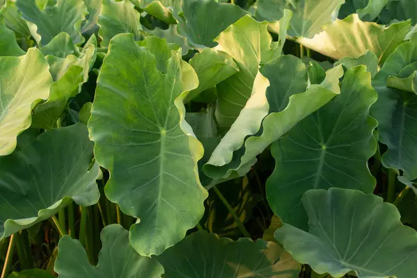 Hassas, gelişmekte olan tohum yapılarına sahip doğal yeşil bitkilerin detaylı görüntüsü karmaşık ve ferahlatıcı bir doğal doku yaratıyor. Çevresel, botanik ve organik temalar için ideal.