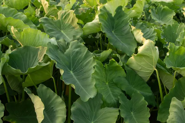 Hassas, gelişmekte olan tohum yapılarına sahip doğal yeşil bitkilerin detaylı görüntüsü karmaşık ve ferahlatıcı bir doğal doku yaratıyor. Çevresel, botanik ve organik temalar için ideal.