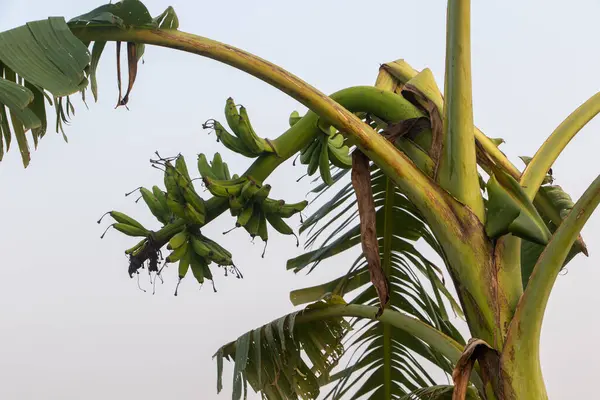 Hassas, gelişmekte olan tohum yapılarına sahip doğal yeşil bitkilerin detaylı görüntüsü karmaşık ve ferahlatıcı bir doğal doku yaratıyor. Çevresel, botanik ve organik temalar için ideal.