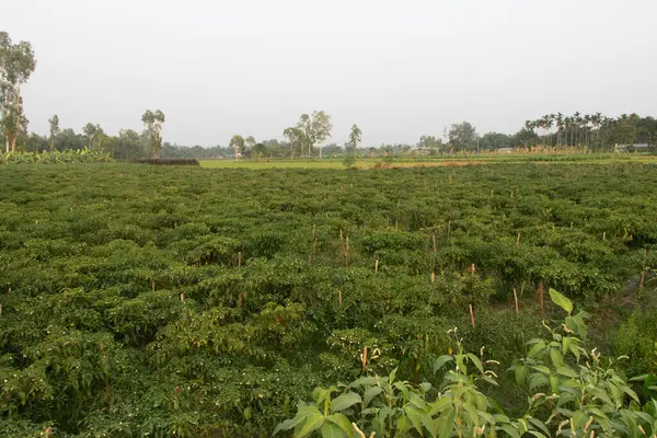 Geniş bir biber çiftliği manzarası, Bangladeş köylerinde yaygın bir manzara, sağlıklı bitkiler ve açık gökyüzünün altında olgunlaşan biberler. Gıda üretimi, geliştirme ve doğa projeleri için harika.