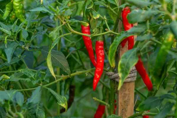 Bitkiye bağlı, hasat için hazır, olgun kırmızı biberlerin detaylı görüntüsü. Mutfak kavramları, organik tarım ve taze malzeme görselleri için ideal..