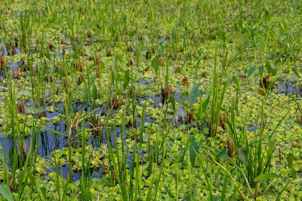 Tamamen sakin bir su kütlesi yoğun bir dizi su sümbülü ve çeşitli su bitkileriyle dolup taşarak zengin, canlı bir doğal doku oluşturur. 4K HD içinde çevre ve doğa temaları için mükemmel.