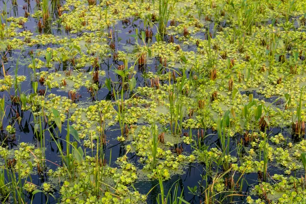Tamamen sakin bir su kütlesi yoğun bir dizi su sümbülü ve çeşitli su bitkileriyle dolup taşarak zengin, canlı bir doğal doku oluşturur. 4K HD içinde çevre ve doğa temaları için mükemmel.