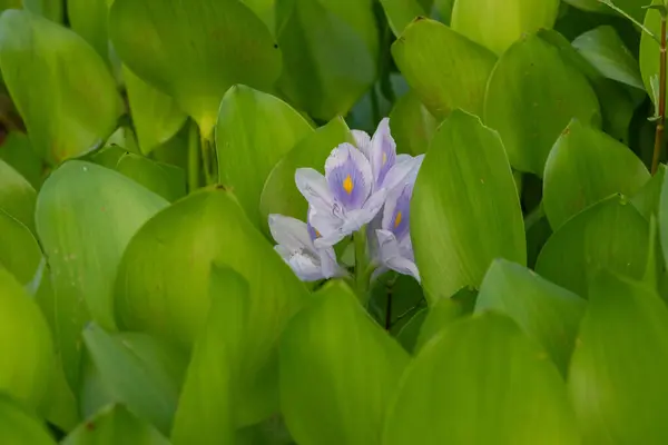 Canlı bir su sümbülü çiçeğinin detaylı görüntüsü eşsiz yapısını ve büyüleyici rengini vurguluyor. Botanik çalışmalar, doğal güzellik ve dingin su bitkisi görüntüleri için ideal..
