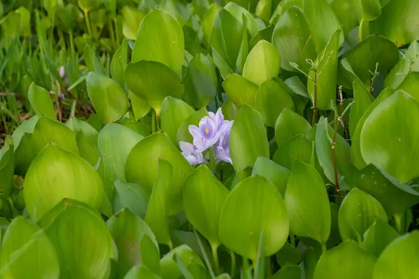 Canlı bir su sümbülü çiçeğinin detaylı görüntüsü eşsiz yapısını ve büyüleyici rengini vurguluyor. Botanik çalışmalar, doğal güzellik ve dingin su bitkisi görüntüleri için ideal..