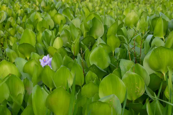 Canlı bir su sümbülü çiçeğinin detaylı görüntüsü eşsiz yapısını ve büyüleyici rengini vurguluyor. Botanik çalışmalar, doğal güzellik ve dingin su bitkisi görüntüleri için ideal..