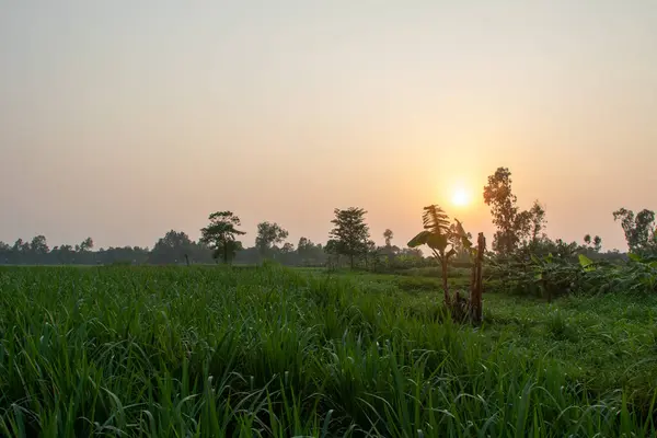 Açık gökyüzünün altında geniş, geniş, yemyeşil çimenler özgürlük ve doğal sükuneti çağrıştırıyor. Doğa geçmişi, tarım kavramları ve sakin görsel projeler için ideal..