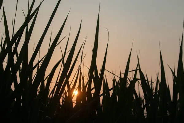 Gün batımının çarpıcı arka planına kurulmuş siluetli uzun otlarla huzurlu bir akşam manzarası. Doğadan esinlenilmiş projeler, meditasyon temaları ve manzaralı arka planlar için yüksek kaliteli görüntü.