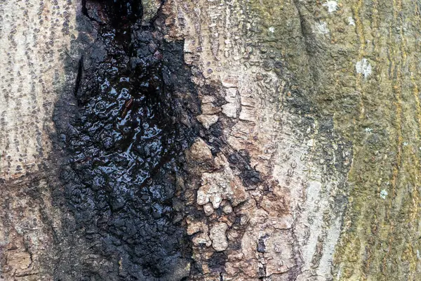 Son derece detaylı, gerçek bir yakın plan fotoğrafı, doğal, eski ve kırsal bir ağaç gövdesi, derinden yıpranmış kabuğu, görünür çatlakları ve benzersiz organik desenleri sergiliyor. 4K HD 'deki doğal altyapı, klasik estetik ve orman temaları için mükemmel.