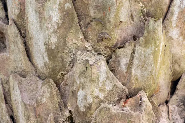 Son derece detaylı, gerçek, yakın plan bir hurma ağacı kabuğu, eşsiz engebeli ve desenli dokusunu sergiliyor. Doğal altyapılar, organik tasarımlar ve 4K HD 'deki çöl / tropikal temalar için mükemmel..