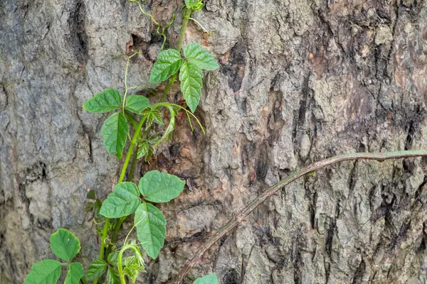 Büyüleyici bir manzara, canlı yeşil bir sarmaşığın ağaç gövdesinin kaba dokusuna tırmanışı renk ve dokuda bir kontrastlık yaratır..