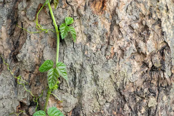 Büyüleyici bir manzara, canlı yeşil bir sarmaşığın ağaç gövdesinin kaba dokusuna tırmanışı renk ve dokuda bir kontrastlık yaratır..