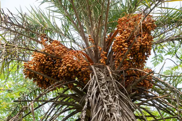 Bangladeş 'teki ağacında, doğal altın-kahverengi rengini ve pürüzsüz derisini sergileyen olgun bir meyve ağacının yakın plan, gerçek fotoğraflanmış bir görüntüsü. 4K HD 'de tropikal tarım, yerel üretim ve doğal büyüme temaları için mükemmel.