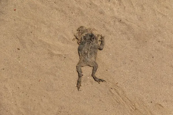 Ölü bir kurbağa kumsalda dinleniyor, havadan çekilmiş bir bakış açısıyla vahşi yaşamın ölüm oranını ve kumlu kıyılardaki doğal süreçleri gösteriyor..