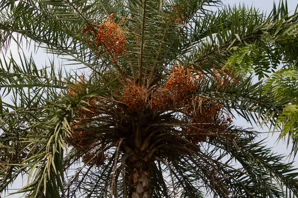 Ağaç dalındaki kümelerine tutunarak, doğal altın-kahverengi renklerini, pürüzsüz derilerini ve şişkinliklerini gösteren, olgun tarihlerin detaylı bir fotoğrafı. Doğal gıda, tropikal ürün ve 4K HD hasat temaları için mükemmel..