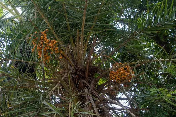 Ağaç dalındaki kümelerine tutunarak, doğal altın-kahverengi renklerini, pürüzsüz derilerini ve şişkinliklerini gösteren, olgun tarihlerin detaylı bir fotoğrafı. Doğal gıda, tropikal ürün ve 4K HD hasat temaları için mükemmel..