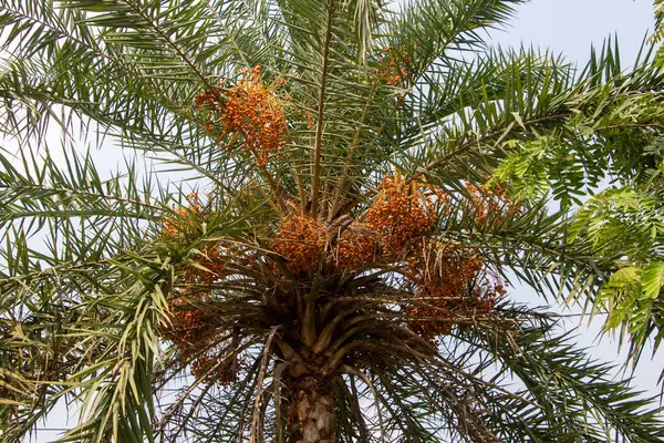Ağaç dalındaki kümelerine tutunarak, doğal altın-kahverengi renklerini, pürüzsüz derilerini ve şişkinliklerini gösteren, olgun tarihlerin detaylı bir fotoğrafı. Doğal gıda, tropikal ürün ve 4K HD hasat temaları için mükemmel..