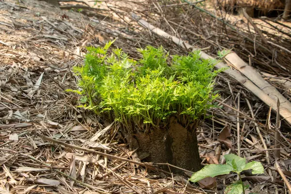 Uykuda gibi görünen bir ağaç kütüğünden ortaya çıkan yeni bir hayata dair ayrıntılı bir görüş kırsal ve kuru doğal çevreye karşı parlak yeşil yapraklar ile tezat oluşturuyor. Çevresel kavramlar, ilkbahar ve doğanın gücü için ideal..