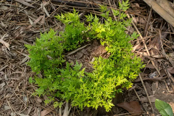 Bu görüntü, bir orman ortamında doğanın azmini vurgulayarak, cansız bir ağaç kütüğünden fışkıran taze, yeşil hayata dair benzersiz bir üst görünüm sağlıyor. Sürdürülebilirlik, umut ve doğal desenlerin güzelliği kavramları için harika..