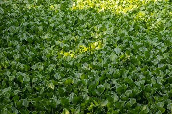 Kendini tamamen canlı su sümbülleriyle kaplanmış, Bangladeş 'in verimli doğal manzaralarını gösteren büyüleyici bir su bedenine daldır. Stok fotoğrafçılığı, geçmiş ve doğa temalı ticari projeler için mükemmel..