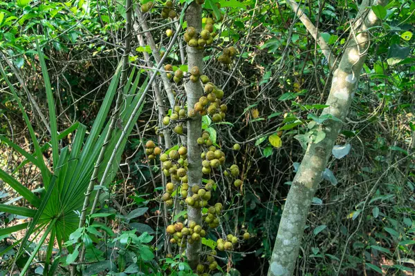 Bir ağaç dalında olgunlaşan taze incirlerin yakın çekimi doğal gelişimi ve doğanın güzelliğini gözler önüne seriyor. Sağlıklı beslenme kavramları, botanik çalışmaları ve doğal yemek temaları için mükemmel..