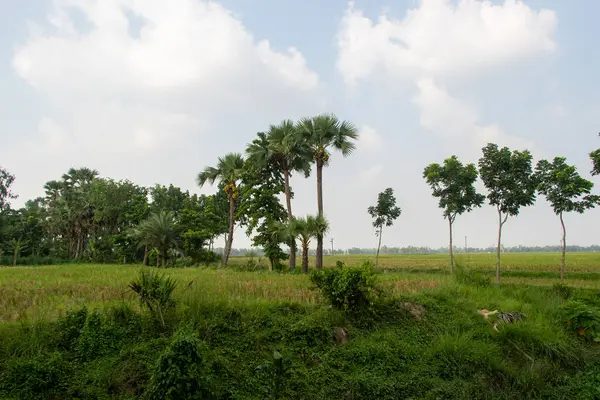 Canlı yeşil tarlalar, dağınık ağaçlar ve huzurlu bir atmosfer kırsal kesimde yaşama ve doğal güzelliğe bir bakış sunuyor..