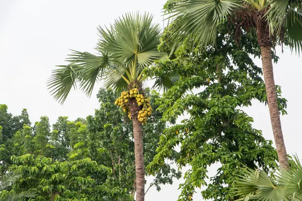 Yeşillik ve diğer ağaçların arasında tropikal doğanın güzelliğini yansıtan meyvelerle süslenmiş bir palmiyeyi gösteren güzel bir fotoğraf..