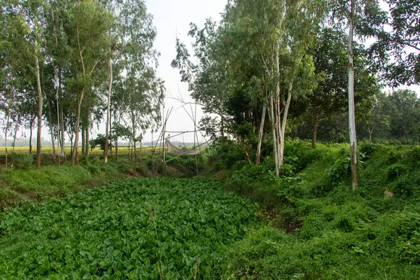 Yoğun yapraklarla kaplı, ağaçlarla çevrili ve benzersiz bir yapıya sahip, huzur ve gizem dolu bir atmosfer yaratan sakin bir su kütlesi..