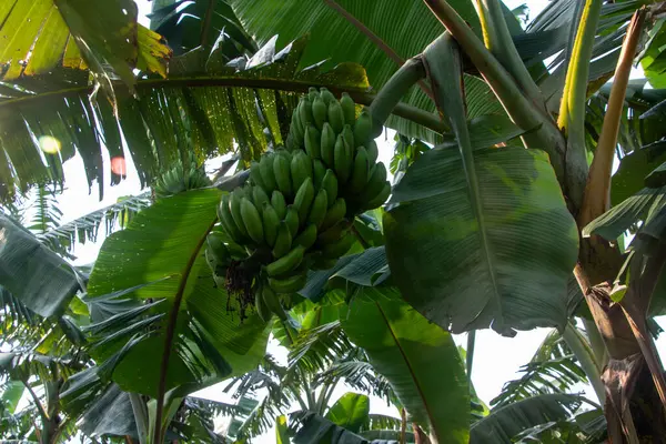 Canlı yeşil, olgunlaşmamış bir muz demetinin HD 4K yakın çekimi hala tropikal ağacına bağlı. Bu görüntü meyve gelişiminin doğal sürecini ve taze hasat vaadini yakalar..