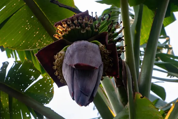 Muz çiçeği olarak da bilinen Kolar Thor 'un HD 4K yakın çekimi eşsiz katmanlarını ve zengin rengini sergiliyor. Bangladeş 'te muz ağaçlarında bulunan yaygın bir yenilebilir çiçek.