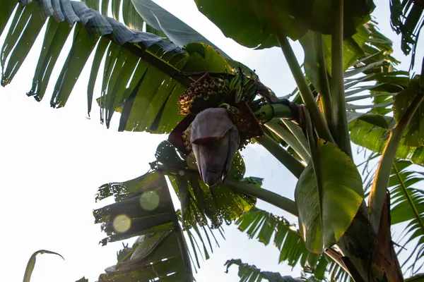 Muz çiçeği olarak da bilinen Kolar Thor 'un HD 4K yakın çekimi eşsiz katmanlarını ve zengin rengini sergiliyor. Bangladeş 'te muz ağaçlarında bulunan yaygın bir yenilebilir çiçek.