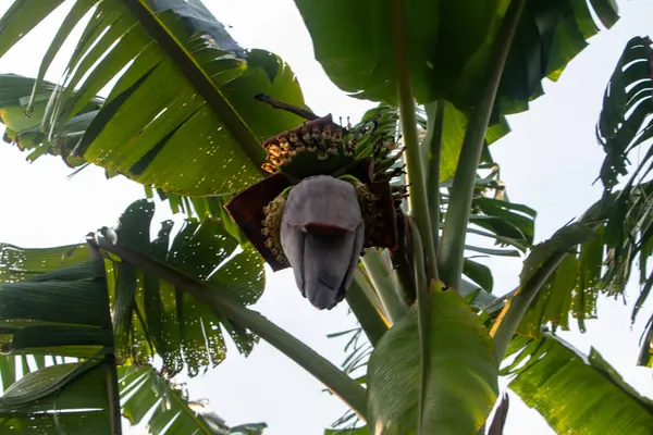 Muz çiçeği olarak da bilinen Kolar Thor 'un HD 4K yakın çekimi eşsiz katmanlarını ve zengin rengini sergiliyor. Bangladeş 'te muz ağaçlarında bulunan yaygın bir yenilebilir çiçek.