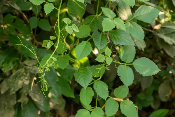 Açık havada güneş ışığı altında yaprakları olan yemyeşil bir sarmaşığın yakın görüntüsü.