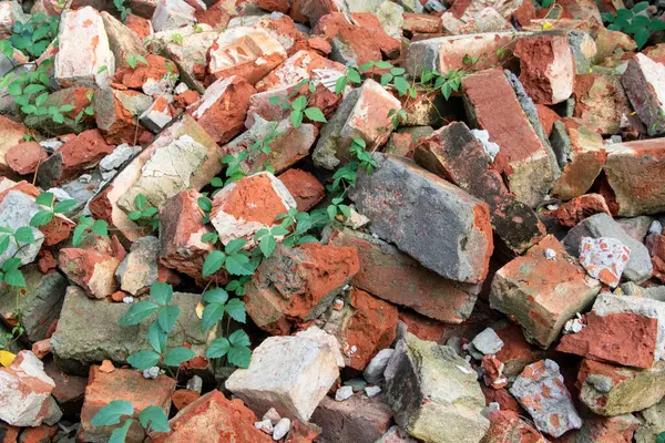 Eski kırmızı tuğlalar ve kırık beton yığını sürünen yeşil sarmaşıklarla kaplanarak insan yapımı ve organik dünya arasında şaşırtıcı bir tezat oluşturuyor..