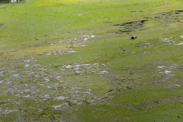 Ötrofikasyon örneği. Doğal bir göleti kaplayan yeşil yosunlar. Durgun su arka planı çevresel kirlilik ve çürüyen molozlarla oksijen eksikliği gösteriyor..