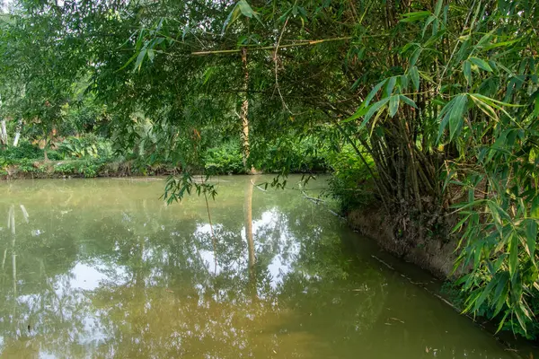 Serene sahnesi, canlı yeşillik ve bambu çalılığını yansıtan sakin bir gölet sergiliyor. Huzurlu bir doğa kaçışı arka plan ya da tefekkür teması için mükemmel..