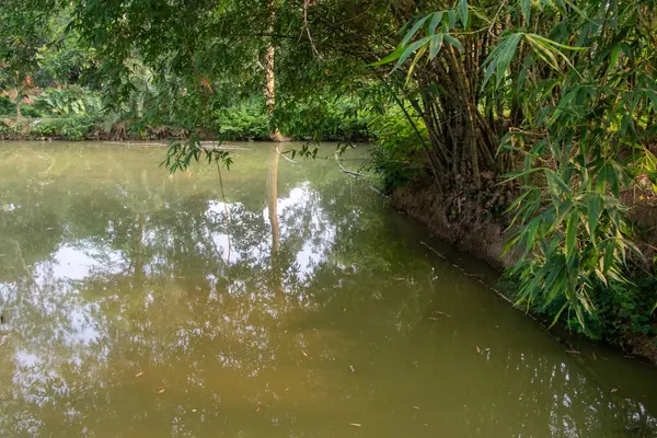 Sakin bir gölet, bambu ile çevrili gökyüzünü yansıtır, sakin, doğal bir manzara yaratır. Barış, rahatlama ve doğal güzellik için ideal..