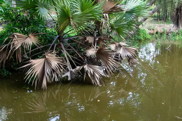 Bu manzarada, göletteki ağaçların yansımaları ve tropikal yaprakların sakin ve davetkar bir atmosfer yaratmasıyla doğanın güzelliği gözler önüne seriliyor..