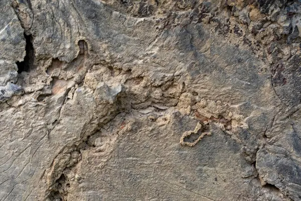 Ağaç kabuğunun eskimiş ve yıpranmış görünümünü keşfedin, eşsiz çatlaklarını ve toprak tonlarını vurgulayın. Engebeli organik dokularını gösteren yakın plan bir fotoğraf..