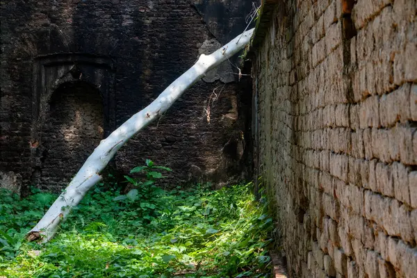 Bu, düşen bir ağaç gövdesiyle tezat oluşturan ve doğanın dayanıklılığını ve mimari dokularını gösteren gelişmekte olan yeşil bitkilerin yanında eskimiş tuğla bir duvar dokusu yakalar..