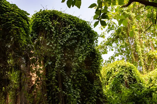 Güneşle benekli bir ormanda eski kayalara tutunan sarmaşık doğal güzelliği, vahşi doğayı ve unutulmuş alanları geri almak için doğanın sonsuz gücünü çağrıştırıyor..