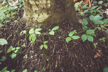 Karmaşık kök sistemleri ve canlı yapraklar, bir ağacın dibinde iç içe geçerek, doğanın ve orman zemininin özünü detaylı bir şekilde betimler..