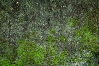 Yıpranmış bir kaya yüzeyinin yakın çekimi canlı yeşil yosunlarla süslenmiş, organik dokular ve doğal detaylar sergiliyor. Arkaplan ya da kaplamalar için mükemmel.