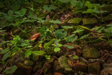 Bereketli bitkiler ve yosun süsleme taşları, sakin bir doğa sahnesi yaratıyor botanik dayanıklılık ve doğanın sanatsal güzelliğini gözler önüne seriyor..