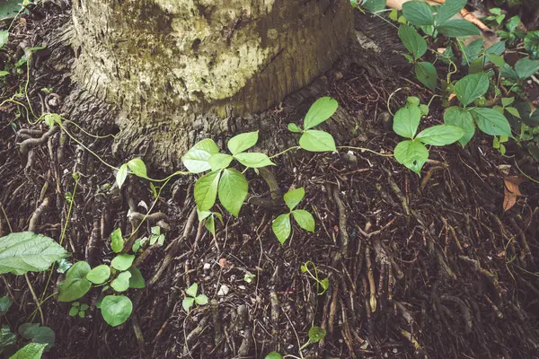 Yakın çekim, ağaç kabuğunun dokusunu, açıkta kalan kökleri ve doğal orman ortamındaki yeşil yaprakları yakalar. Zengin toprak tonları parlak yeşil büyümeyle tezat oluşturur.