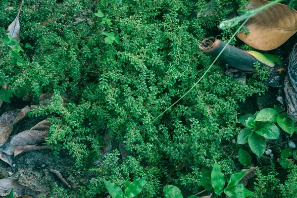 Genel bir perspektif orman zemininde bir bitki koleksiyonunu yakalar, yosun ve düşen yapraklar arasındaki kontrastı vurgular..