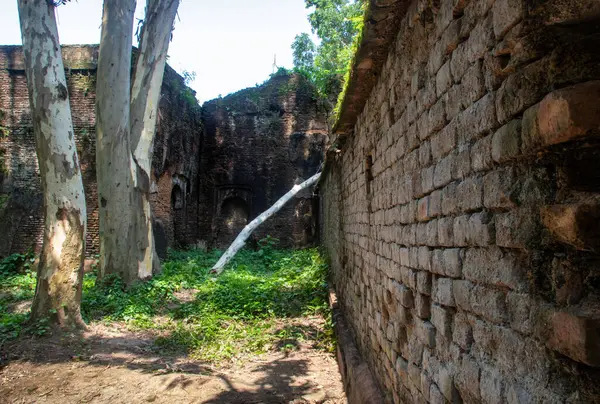 Duvarda büyüyen kuru gövdesi, ağaçları ve yeşil bitkileri olan yaşlanan tuğladan bir duvar manzarası, açık bir bahçede çürüme ve doğa manzarası yaratıyor..
