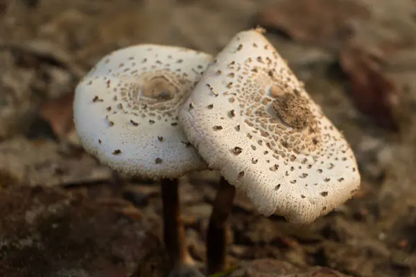 İki Lepiota mantarını yakına çekerek benzersiz dokularını ve orman ortamını vurguluyor. Doğanın karmaşık güzelliğini resmetmek için mükemmel..