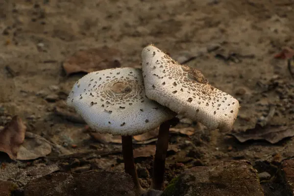 Lepiota mantarlarının detaylı bir görüntüsü, toprak zemine karşı desenlerini ve renklerini vurgulamak, doğa çalışmaları veya miyolojik projeler için mükemmel.